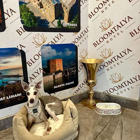 Bloomtalya מלון *